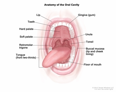 口腔解剖学口腔解剖学; drawing shows the lip, 硬腭, 软腭, retromolar膀胱三角区, 舌头的Top三分之二, 齿龈, 颊粘膜, 还有嘴角. 同时显示的还有牙齿、小舌和扁桃体.