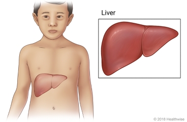 Location of the liver in the body, with a close-up of the liver