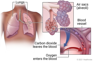 Lungs in chest, with detail of air sacs (alveoli) and exchange of carbon dioxide and oxygen in blood.