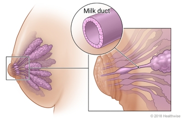 Milk ducts of the breast, with details showing location and structure
