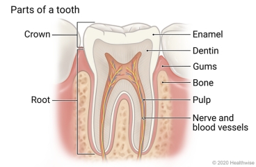 Cross-section of tooth showing its parts: crown, enamel, dentin, root, pulp, and nerve and blood vessels, and the gums and bone around it.