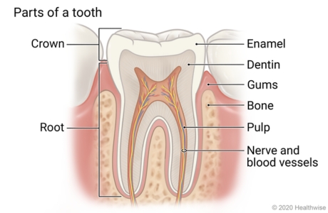 Cross-section view of crown and root of tooth, showing enamel, dentin, gums, bone, pulp, and nerve and blood vessels.
