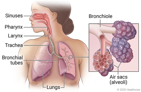 Respiratory system, showing sinuses, pharynx, larynx, trachea, bronchial tubes, and lungs, with detail of bronchiole and alveoli.