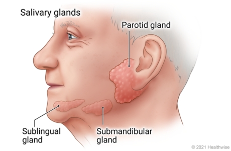 Location of sublingual, submandibular, and parotid salivary glands under tongue, under jaw, and close to ear.