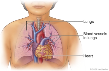 Inside person's chest, showing heart, blood vessels, lungs, and blood vessels in lungs.