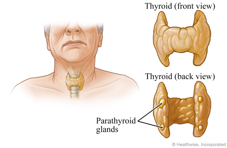 Location and close-up view of the parathyroid glands