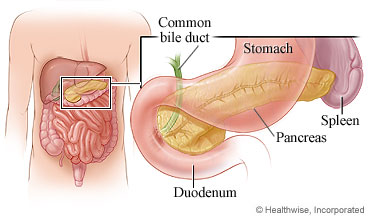 The pancreas and other digestive organs