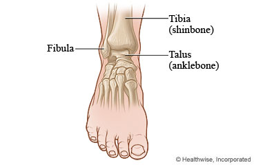 Front view of the bones of the ankle