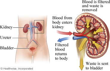 Function of kidneys