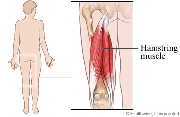 The hamstring muscle