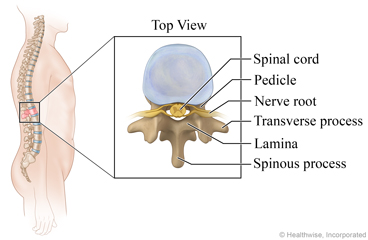Parts of the vertebra