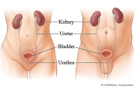 Urinary tract in females and in males