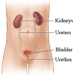 The urinary tract