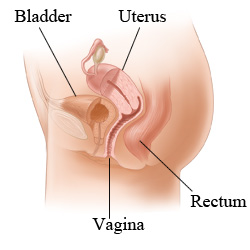 Female pelvic anatomy, side view