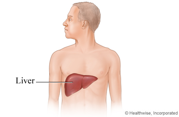 Picture showing location of the liver