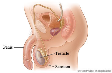 Picture of male genitals