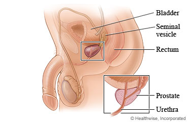 Location of the prostate gland