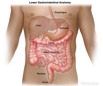 Gastrointestinal (digestive) system anatomy; drawing shows the esophagus, liver, stomach, colon, small intestine, rectum, and anus.