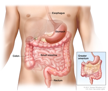 Drawing of the gastrointestinal tract showing the esophagus, stomach, colon, small intestine, and rectum. An inset shows the greater omentum (part of the tissue that surrounds the stomach and other organs in the abdomen).