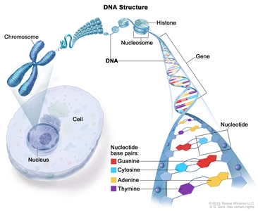 Structure of DNA; drawing shows a chromosome, nucleosome, histone, gene, and nucleotide base pairs: guanine, cytosine, adenine, and thymine. Also shown is a cell and its nucleus.