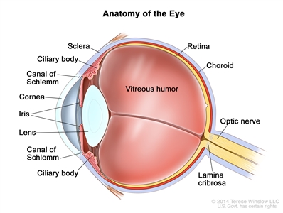 Anatomy of the eye; drawing shows the sclera, ciliary body, canal of Schlemm, cornea, iris, lens, vitreous humor, retina, choroid, optic nerve, and lamina cribrosa.