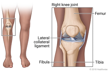 Inside view of the knee joint, showing the lateral collateral ligament, the medial collateral ligament, and the femur, fibula, and tibia