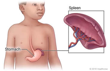 The spleen and its location near the stomach