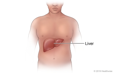 Location of liver in upper right abdomen.