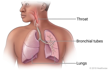 Respiratory system, showing throat connected to bronchial tubes which lead to lungs in chest