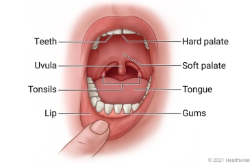 Open mouth, showing lips, gums, teeth, tongue, hard and soft palates, uvula, and tonsils.