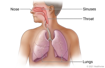 Lungs in chest, and upper respiratory tract including nose, sinuses, and throat.