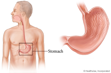 The stomach