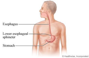 The esophagus and stomach