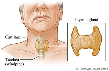 A thyroid gland
