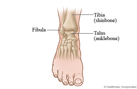Front view of the ankle