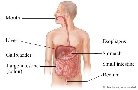 The digestive system (including the liver)