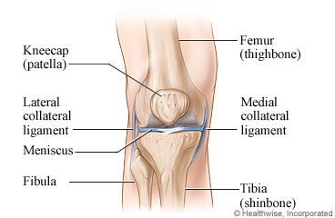 Anatomy of the knee