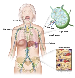 Lymph system; drawing shows the lymph vessels and lymph organs, including the lymph nodes, tonsils, thymus, spleen, and bone marrow. One inset shows the inside structure of a lymph node and the attached lymph vessels with arrows showing how the lymph (clear fluid) moves into and out of the lymph node. Another inset shows a close up of bone marrow with blood cells.