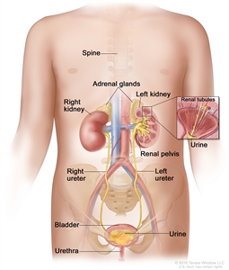 Anatomy of the urinary system; drawing showing the right and left kidneys, the ureters, the bladder filled with urine, and the urethra. The inside of the left kidney shows the renal pelvis. An inset shows the renal tubules and urine. The spine and adrenal glands are also shown.