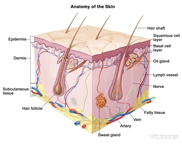 Anatomy of the skin; drawing shows the epidermis (including the squamous cell and basal cell layers), dermis, and subcutaneous tissue. Also shown are the hair shafts, hair follicles, oil glands, lymph vessels, nerves, fatty tissue, veins, arteries, and sweat glands.