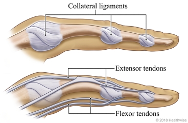 Location of the collateral ligaments, extensor tendons, and flexor tendons in a finger