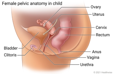 Female pelvic anatomy in child, showing side view of bladder, urethra, rectum, anus, ovary, uterus, cervix, vagina, and clitoris.