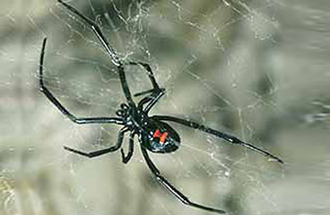 A black widow spider