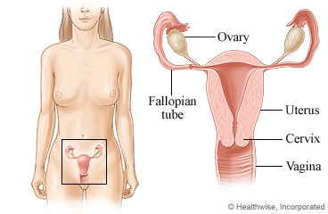 Abdomen showing location of uterus, cervix, ovaries, fallopian tubes, and vagina.