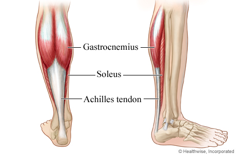 Achilles tendon and calf muscles