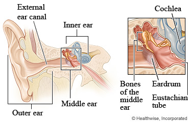 Parts of the ear, with detail of the middle and inner ear