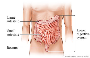Picture of lower digestive system