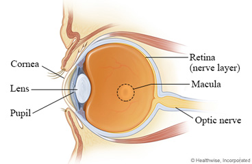 Side view of the eye, showing the macula area of the retina