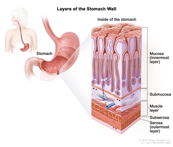 Layers of the stomach wall; drawing of the stomach with an inset showing the layers of the stomach wall, including the mucosa (innermost layer), submucosa, muscle layer, subserosa, and serosa (outermost layer).