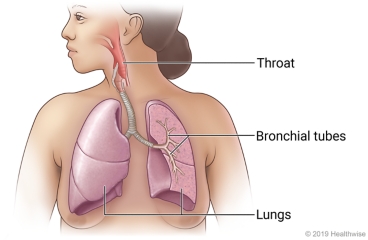 Respiratory system from throat to lungs, showing bronchial tubes inside lung.